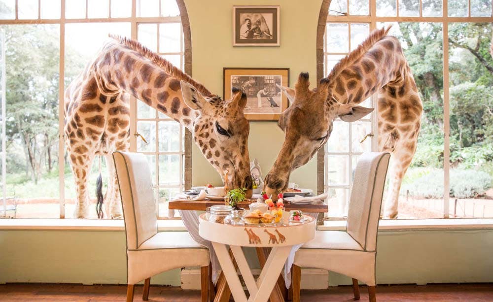 Giraffe Manor